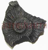 Shaligram 10773 40gm